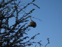 Webervogel-Nest